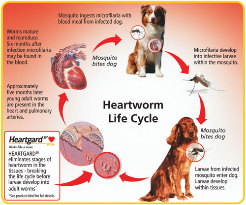 Heartworm Lifecycle