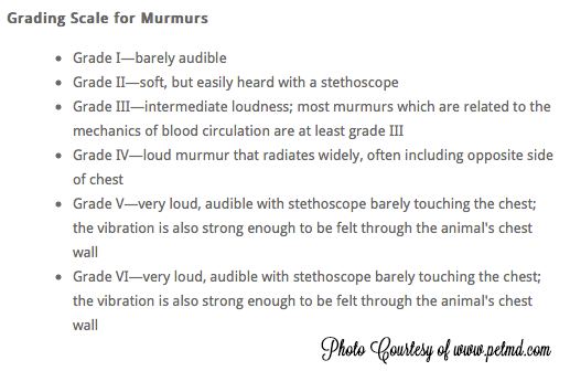 how serious is a grade 3 heart murmur in dogs