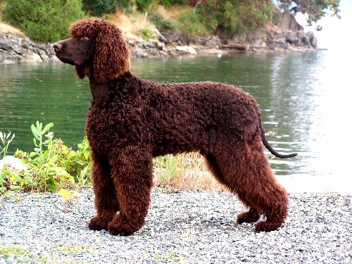 irish water setter