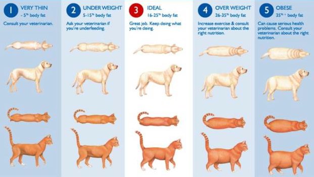 How Do I Help My Pet Maintain a Healthy Weight?