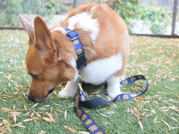 notre dame dog jersey