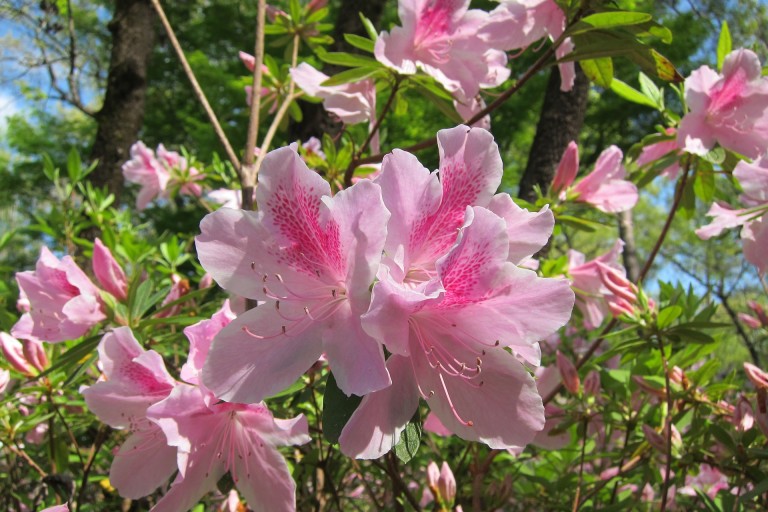 pet safety and azalea plant a guide for pet owners