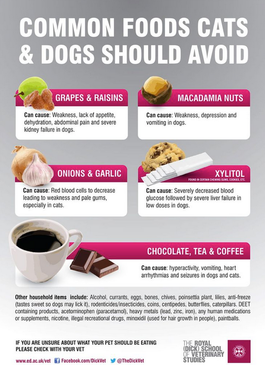 How to make your puppy stop biting everything, bad for dogs to eat grapes