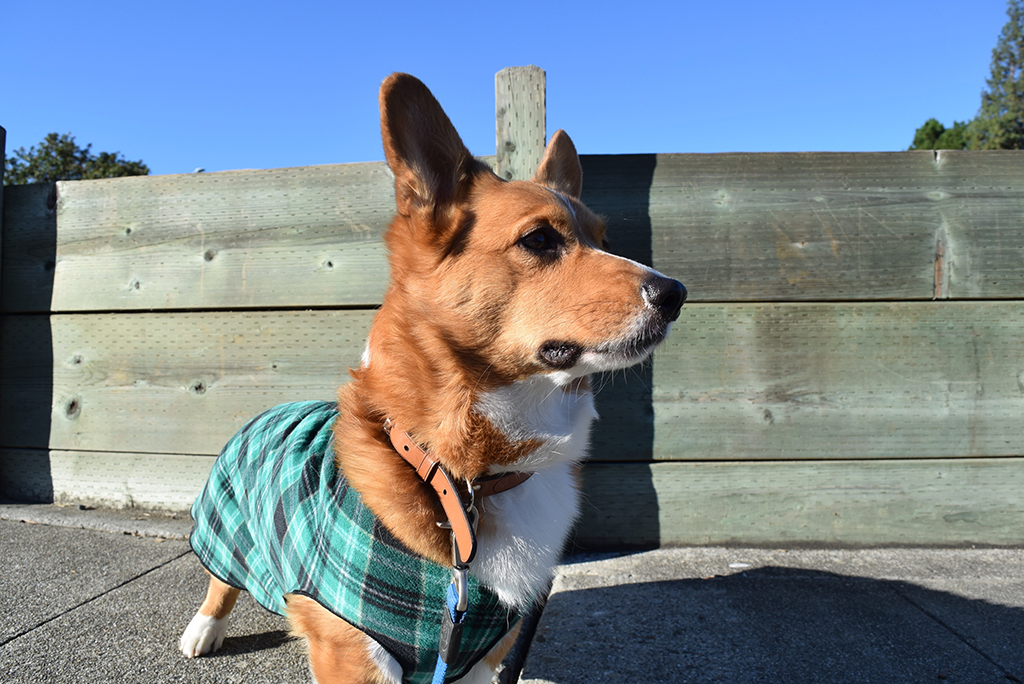 Gold Paw Fleece is the perfect solution to keep your dog warm through the Fall/Winter
