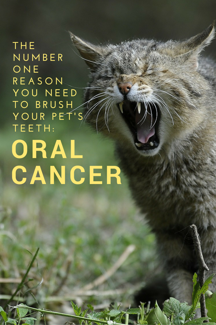 The Number One Reason You Need to Brush You Pet's Teeth: Oral Cancer #MKHPFebruaryChallenge