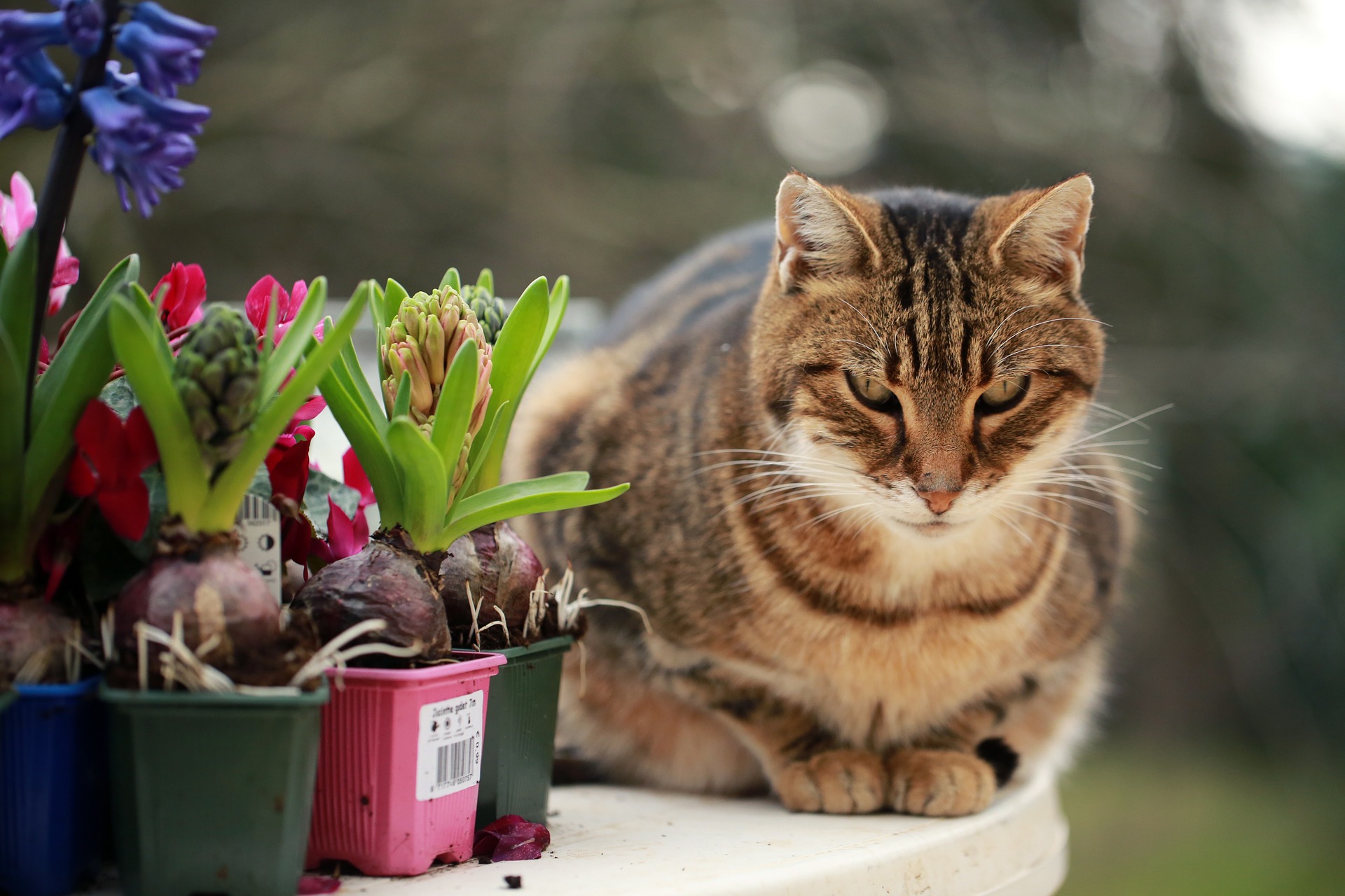Are You Planting Pet Poisons in Your Yard?