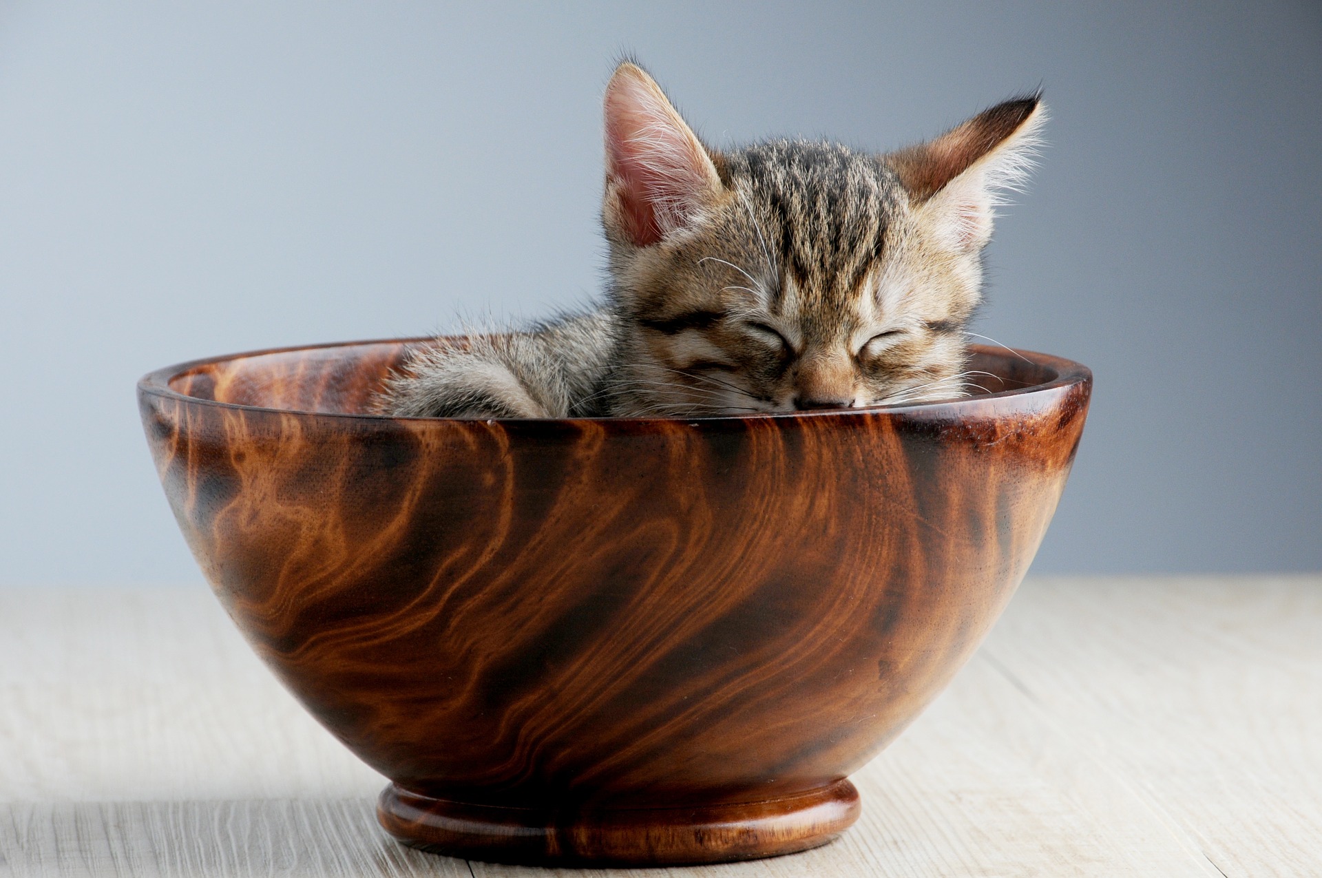 Keeping Your Pet's Bowls Clean