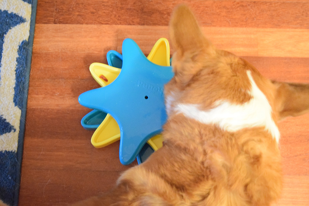 Does your dog love puzzles? Then they need this Outward Hound Puzzle from Chewy.com!