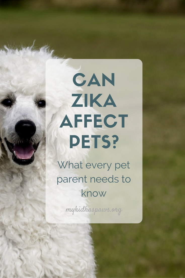 Can Zike Affect Pets? While research is limited, there are a few things you can do to keep your pets safe. 