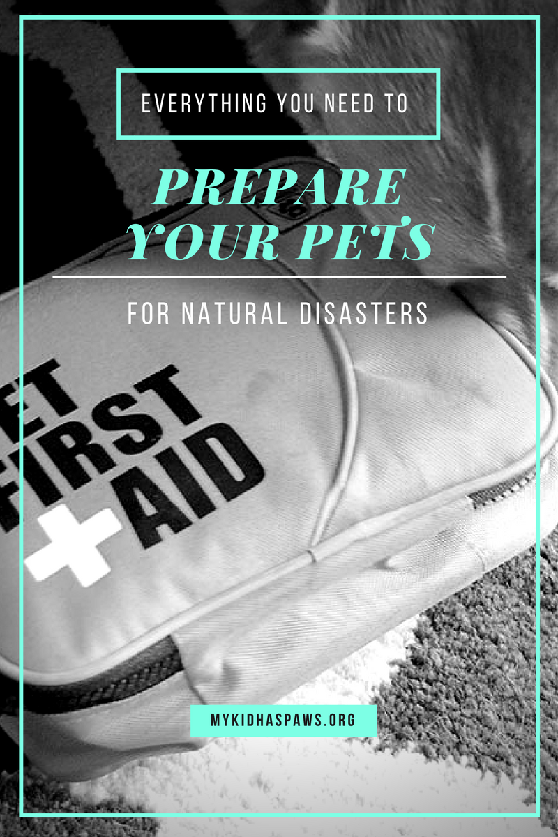Everything You Need to Prepare Your Pets for Natural Disasters