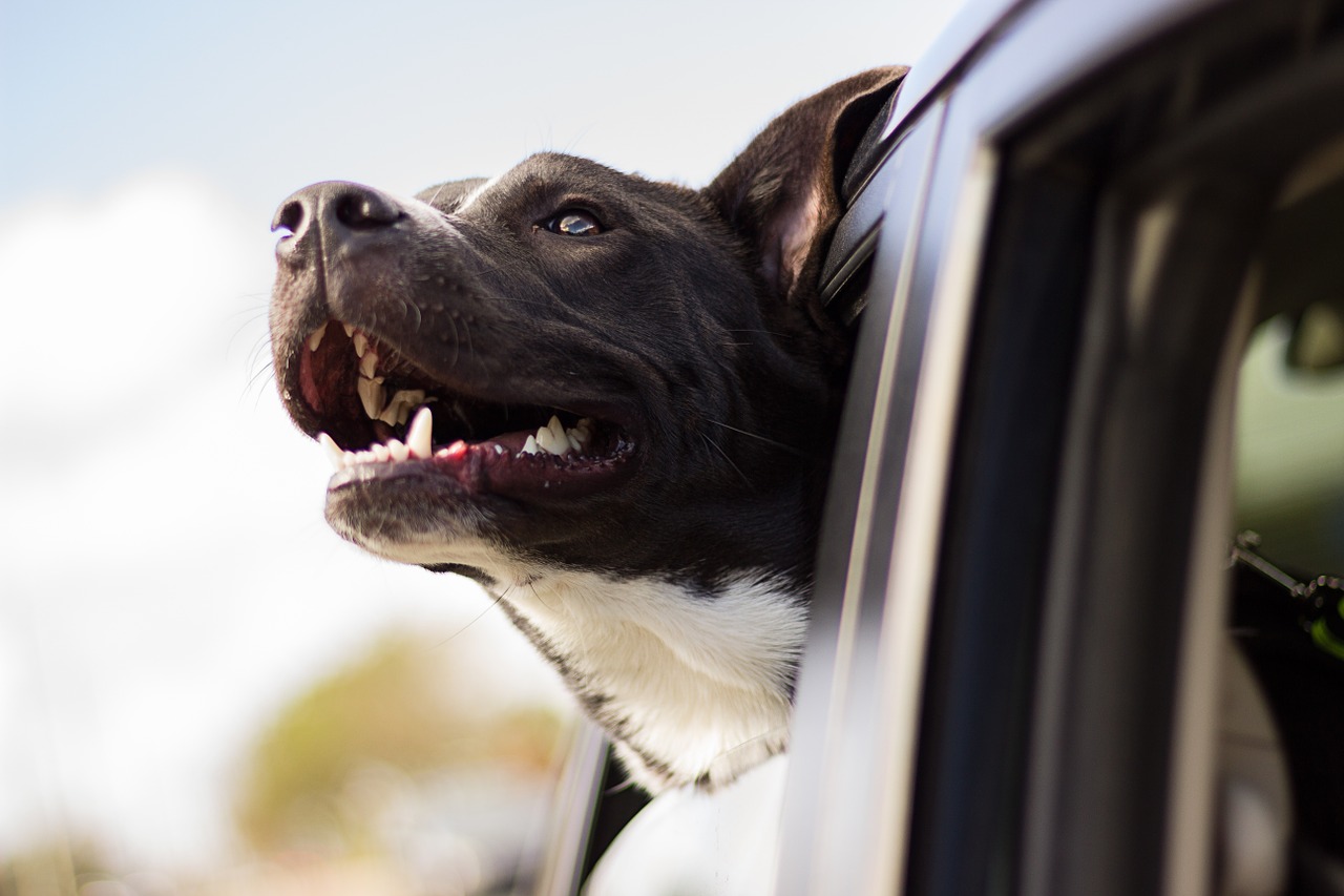 Dogs Left in Hot Cars is Not Just a Summer Problem