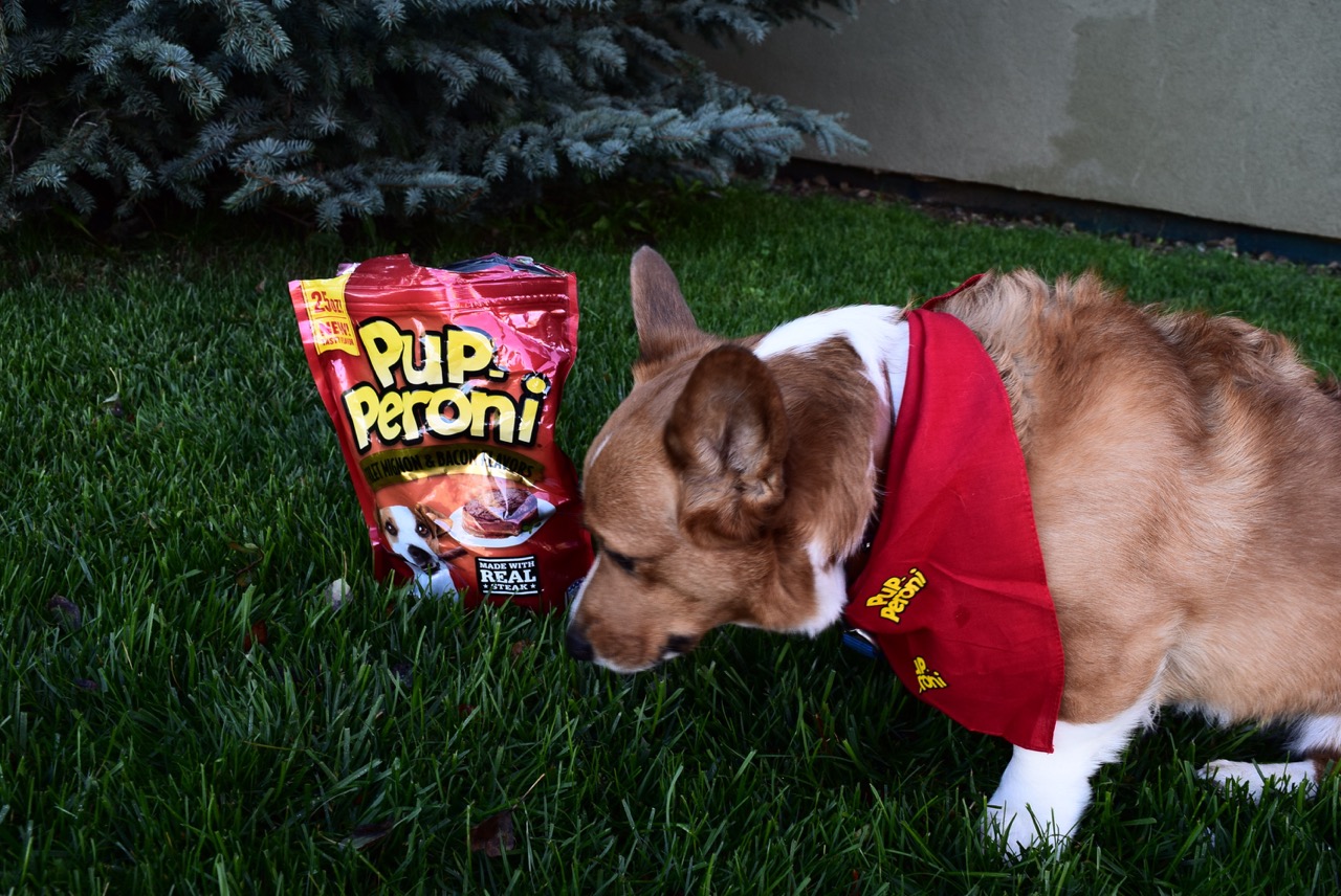 Corgi with Pup-peroni Bacon Flavored Treats
