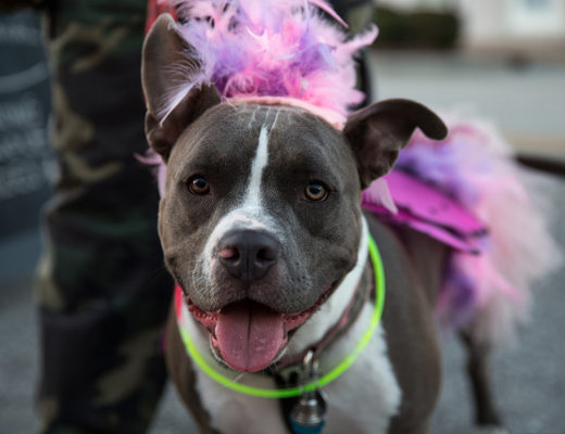 3 Ways to Keep Your Dog Safe this Halloween!