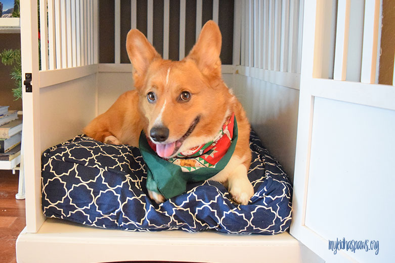 Molly Mutt: The Dog Bed that Fits Your Needs
