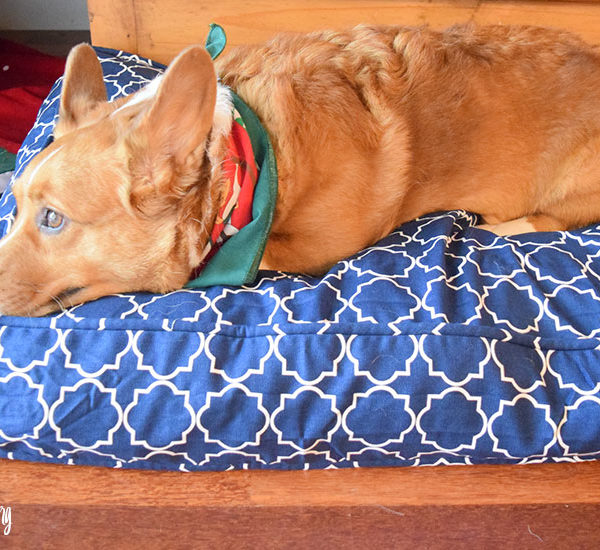 Molly Mutt: The Dog Bed that Fits Your Needs