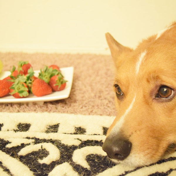 Wayfair Heritage Meals: DIY Dog Treat Recipes
