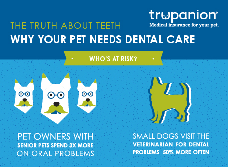 What You NEED to Know About Pet Dental Health