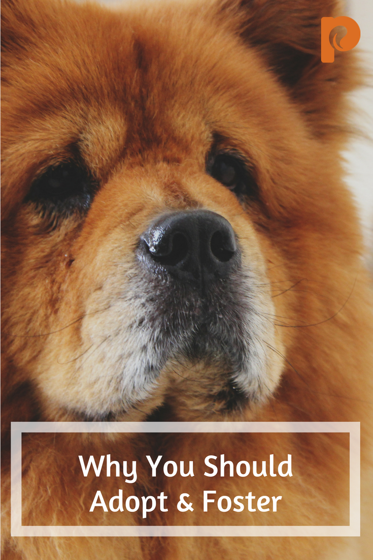 Why You Should Adopt & Foster - Petcurean