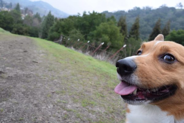 Top 4 Bay Area Dog Hikes