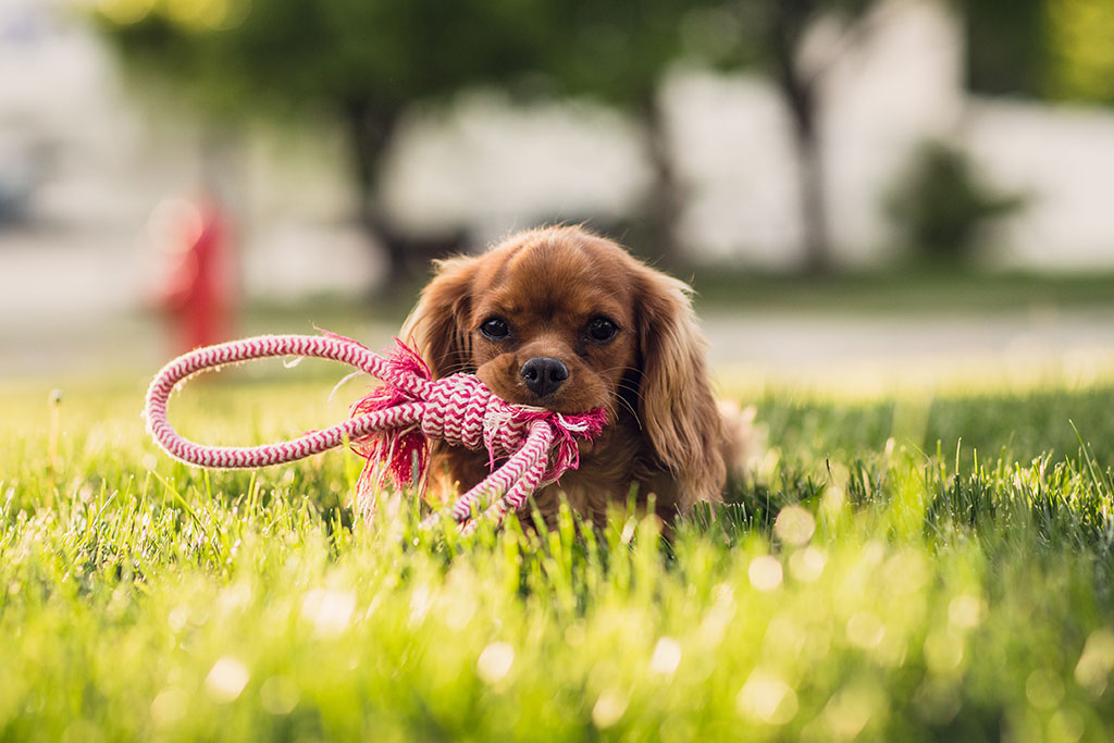 How Will Your Pet Benefit From These Pet Industry Trends?
