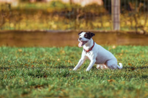 Top 4 Bay Area Dog Hikes