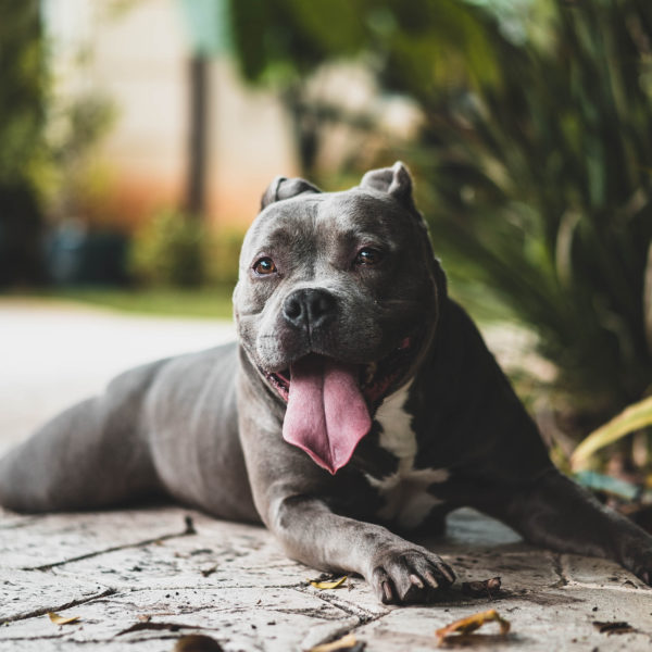 6 Ways You Can Help Pit Bulls - Because Breed Discrimination Isn't Okay