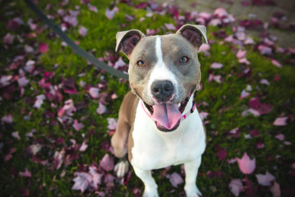 6 Ways You Can Help Pit Bulls - Because Breed Discrimination Isn't Okay
