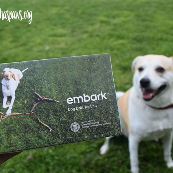 Embark Dog DNA Test - Learning More About Your Dog