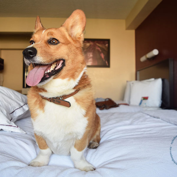 Red Roof Inn - The Perfect Place for a Pet-Friendly Vacation #PetsStayFree
