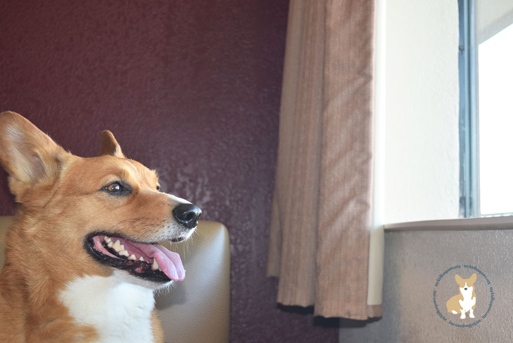 Red Roof Inn - The Perfect Place for a Pet-Friendly Vacation #PetsStayFree