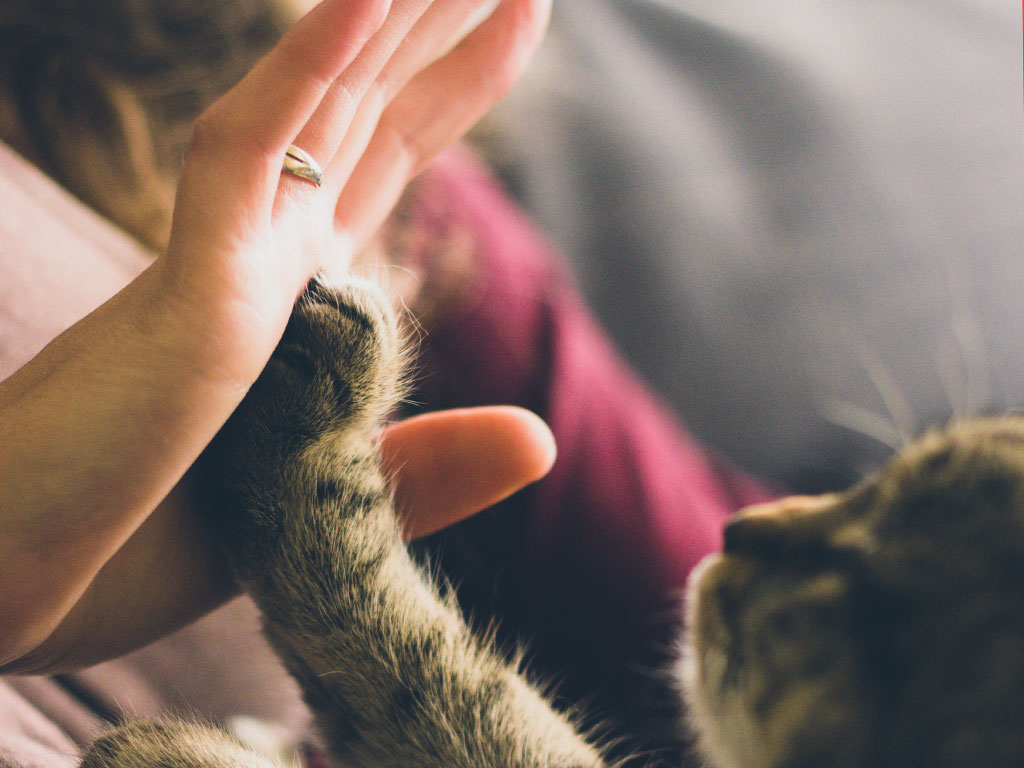 Is Your Pet Improving Your Mental Health?