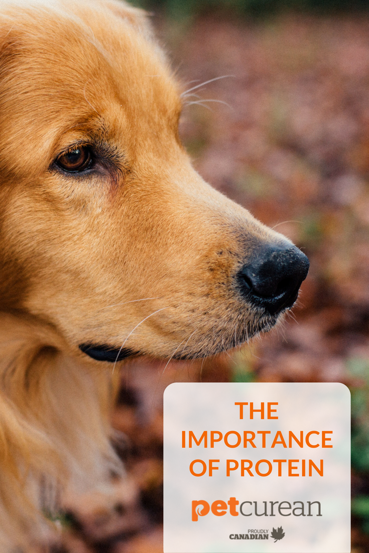 The Importance of Protein - Petcurean