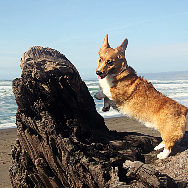 Trupanion Summer Safety Series: Beach Safety for Pets