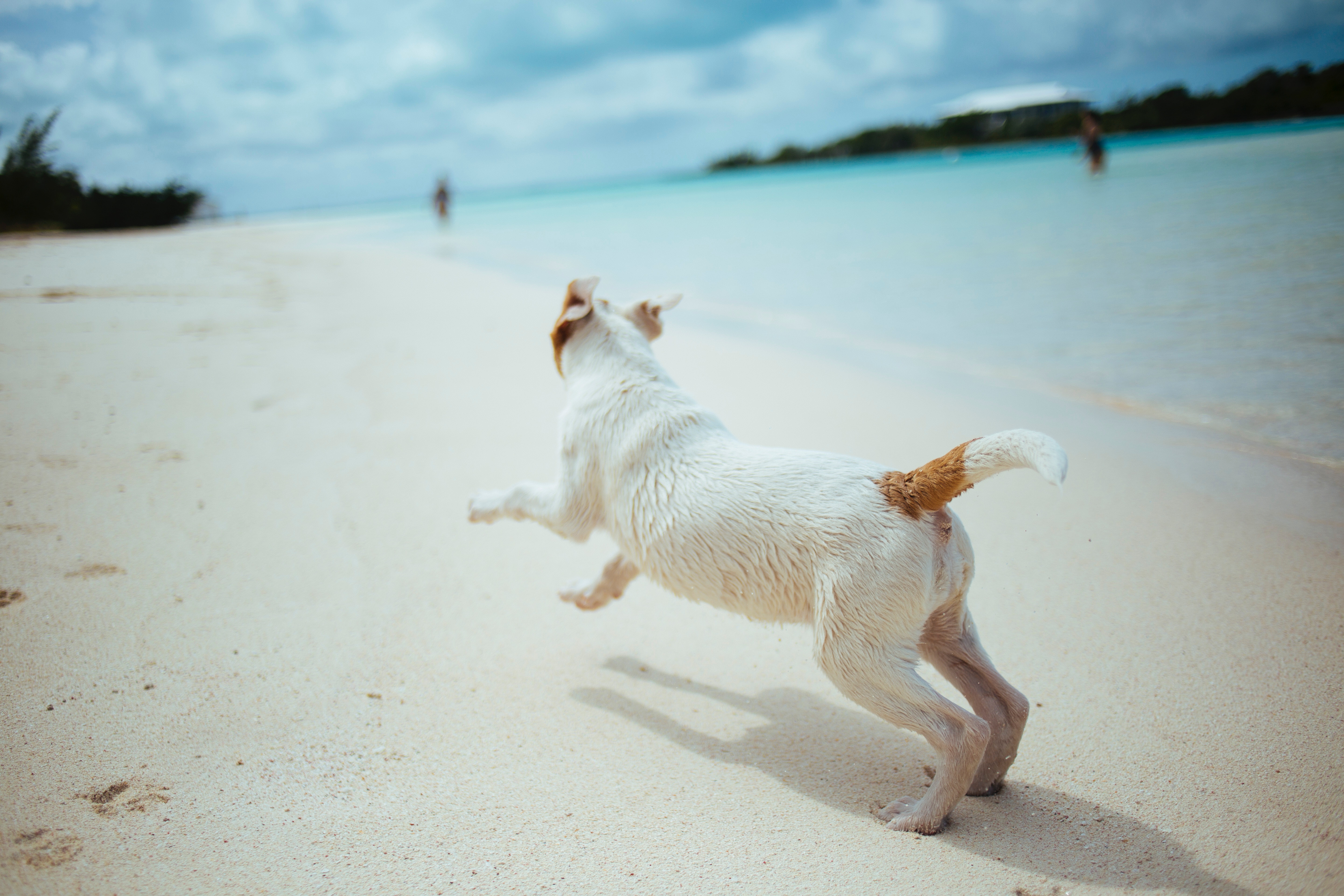Trupanion Summer Safety Series: Beach Safety for Pets