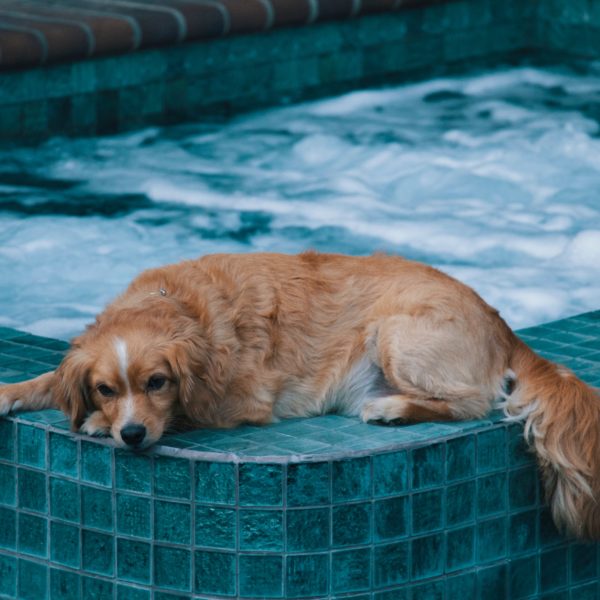Trupanion Summer Safety Series: Pool Safety for Pets!