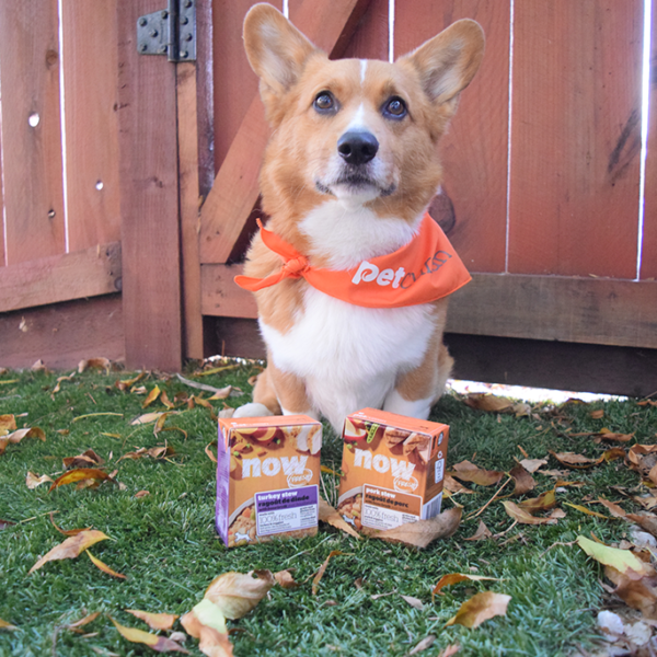 Happy Thanksgiving! - Rooney's Thanksgiving Dinner with Petcurean