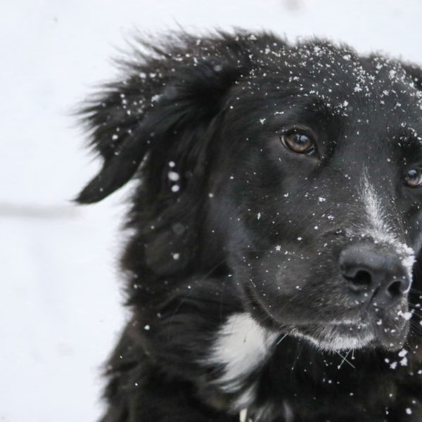 14 Ways to Prepare Your Pet for Winter