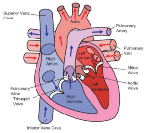 What Do Heart Murmurs Sound Like?