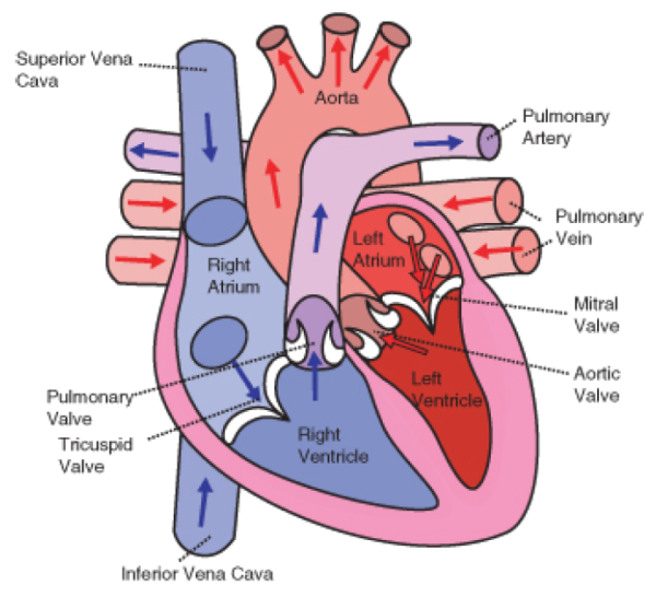 What Do Heart Murmurs Sound Like?