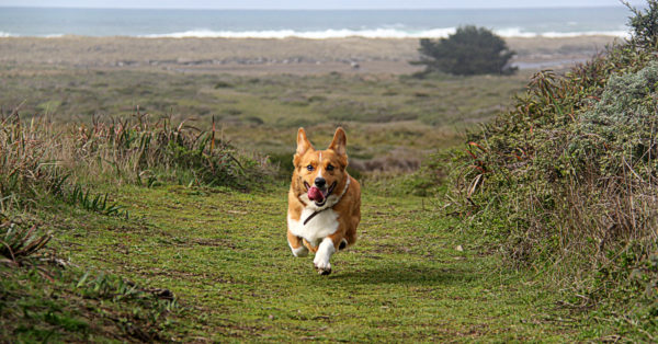 How Important is it to Keep Your Corgi in Shape?