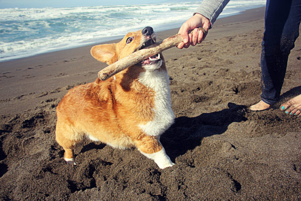 How Important is it to Keep Your Corgi in Shape? - Petcurean - My Kid ...