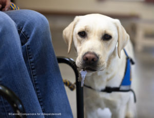 Random Acts of Kindness Day - Canine Companions for Independence