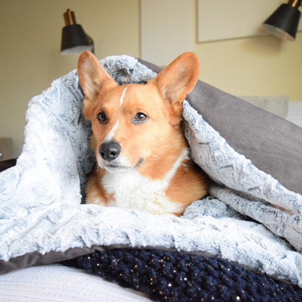 Choosing the Right P.L.A.Y. Dog Bed Size - A Lesson in Estimation