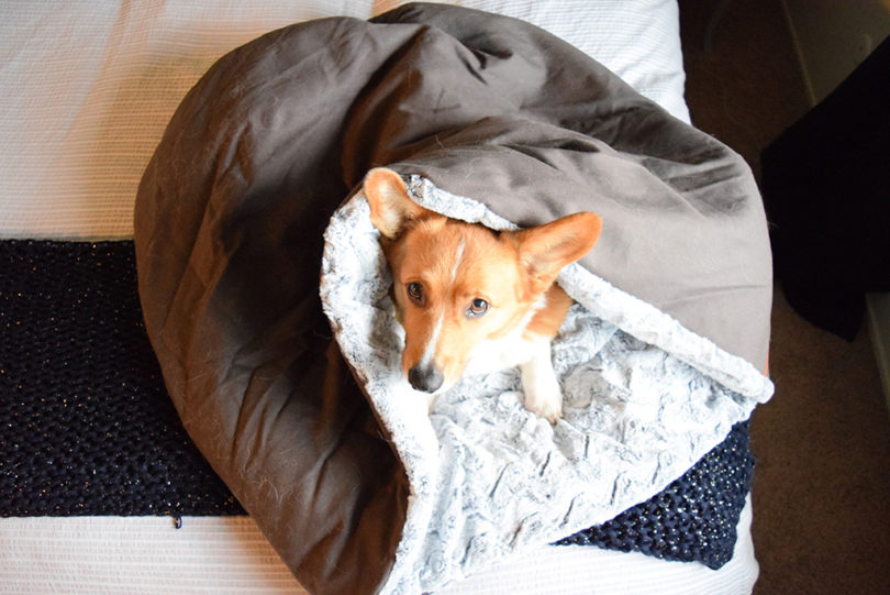 Choosing the Right P.L.A.Y. Dog Bed Size - A Lesson in Estimation - My ...