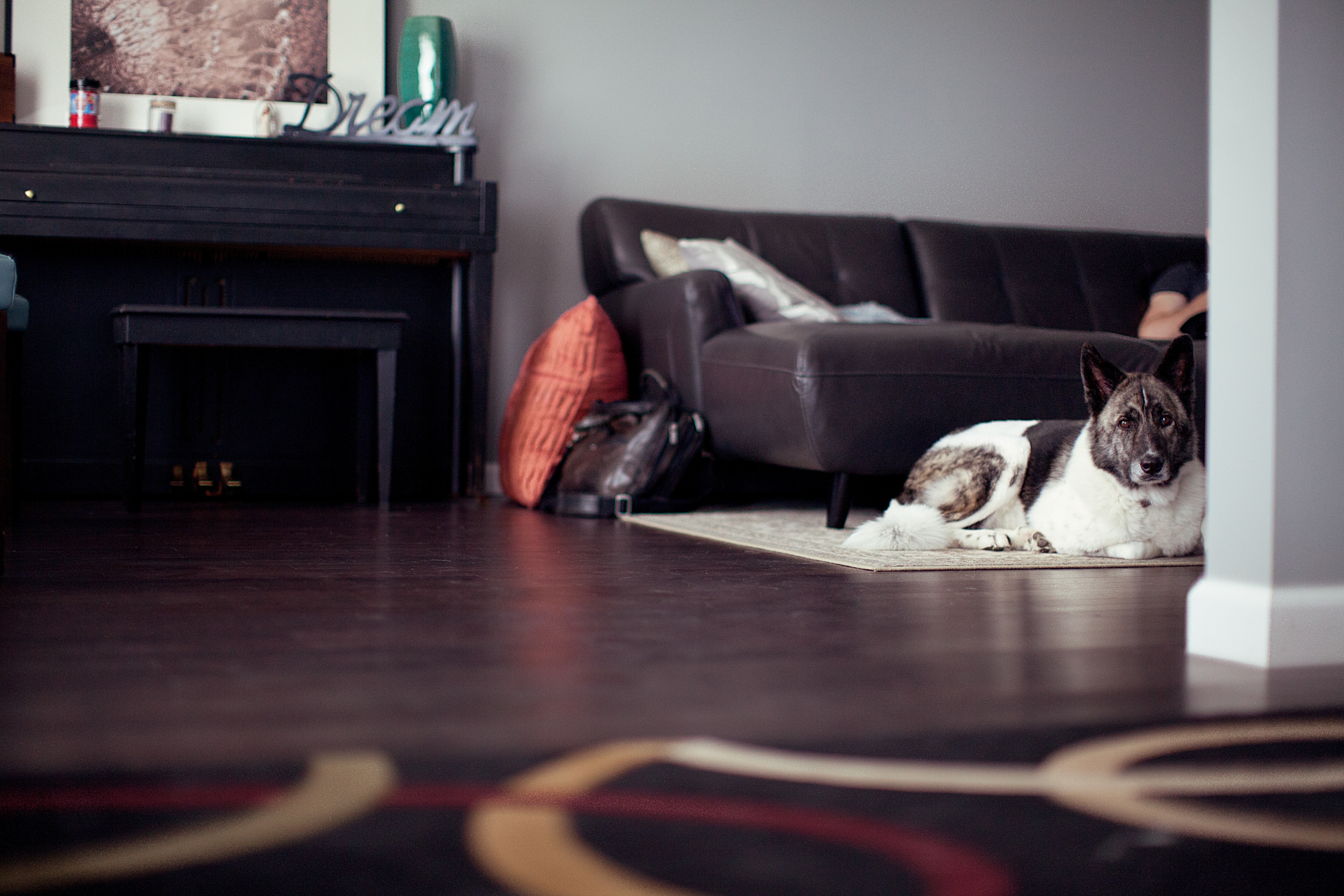 How to Keep Your Pet Calm During a Renovation