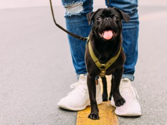 2019 Fitness Goals for Your Dog