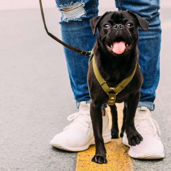 2019 Fitness Goals for Your Dog